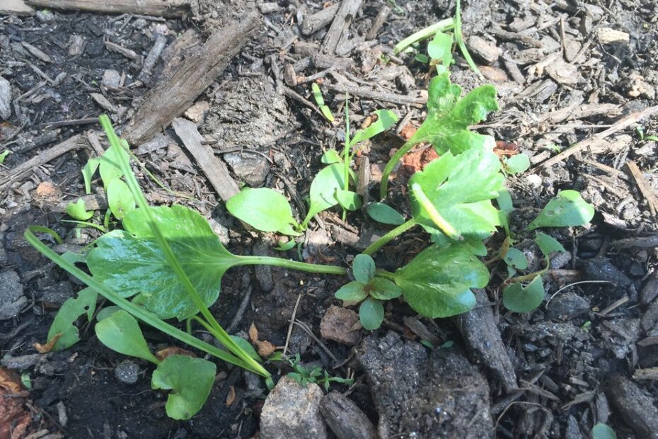 Why Are My Ranunculus Not Flowering