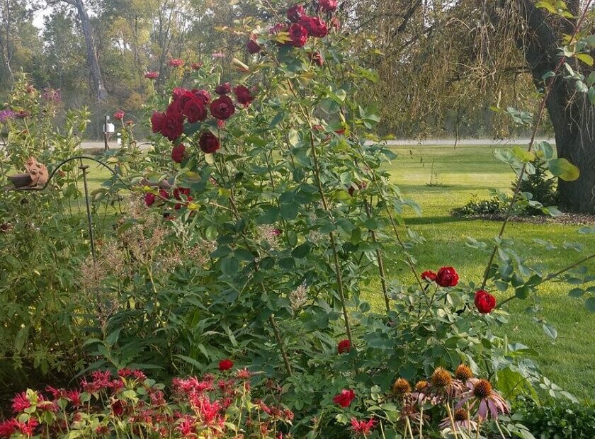 Why Are My Roses Growing so Tall