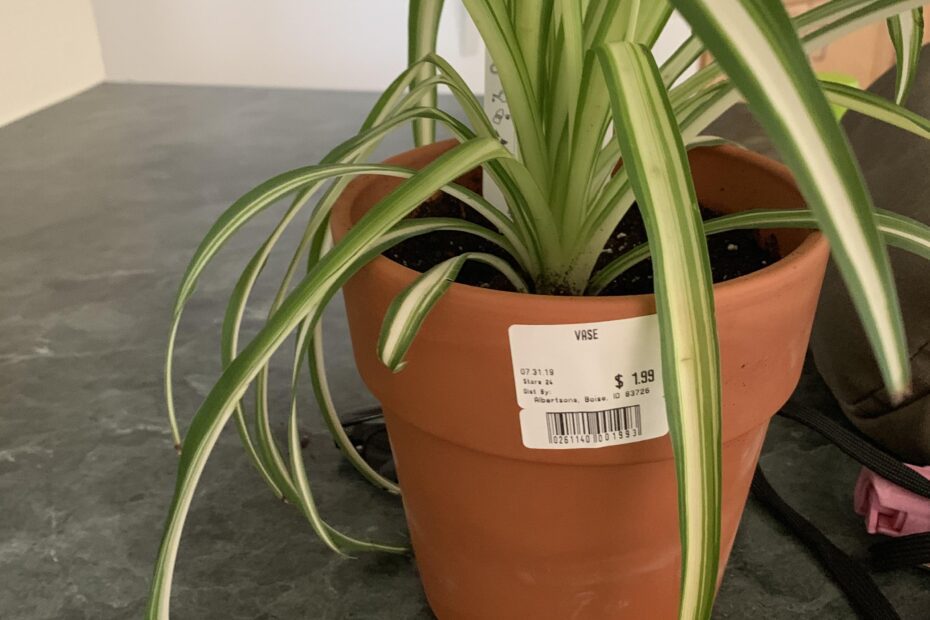 Why Are My Spider Plant Leaves Bending