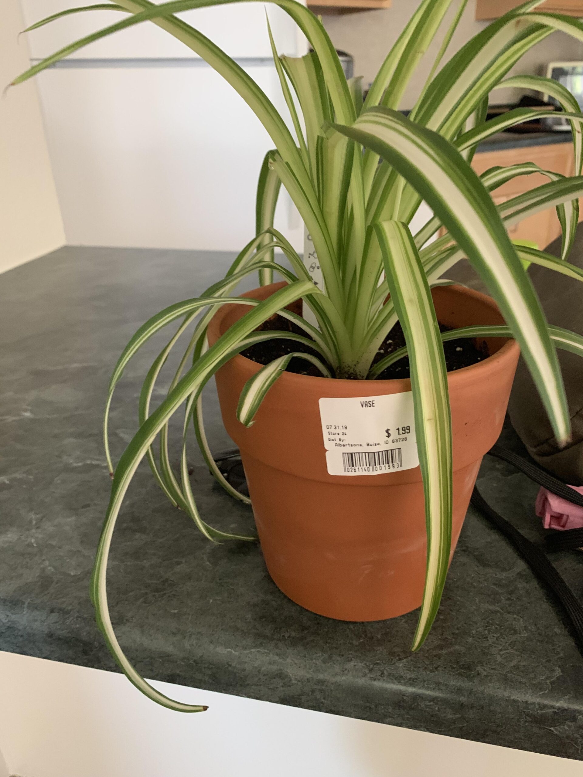 Why Are My Spider Plant Leaves Bending