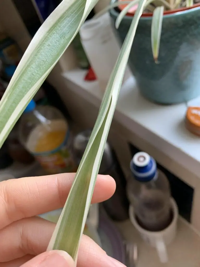 Why Are My Spider Plant Leaves Folding UpGardening