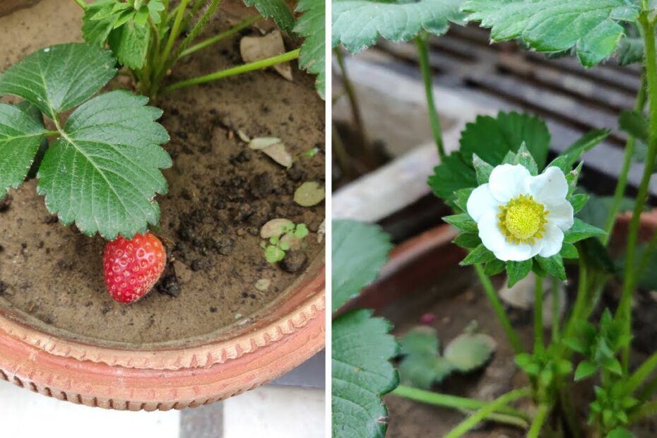 why are my strawberries not flowering