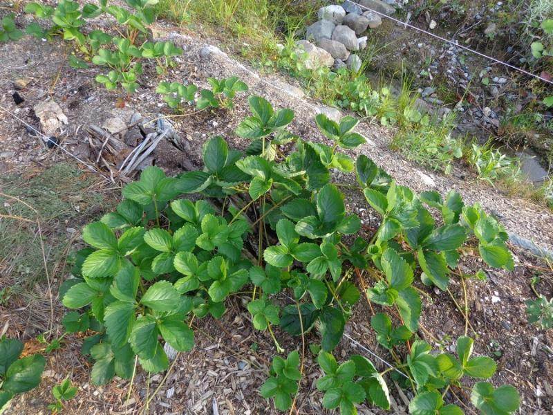 why are my strawberry plants not flowering