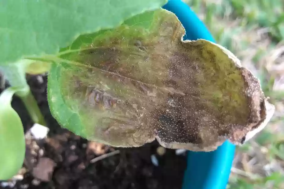 Why Are My Sunflower Leaves Turning Brown