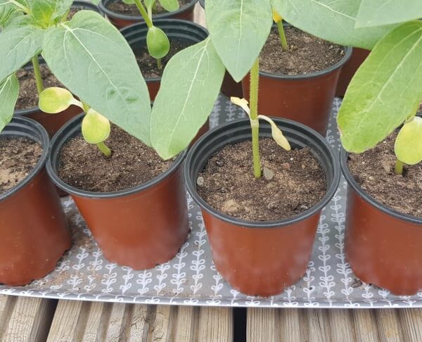 why are my sunflower seedlings turning yellow