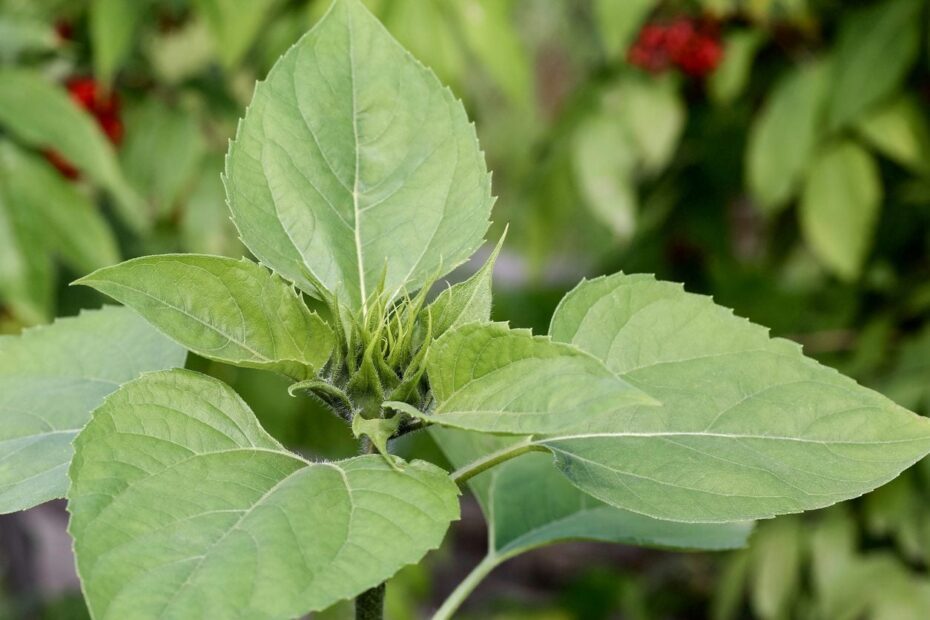 Why Are My Sunflowers Not Blooming