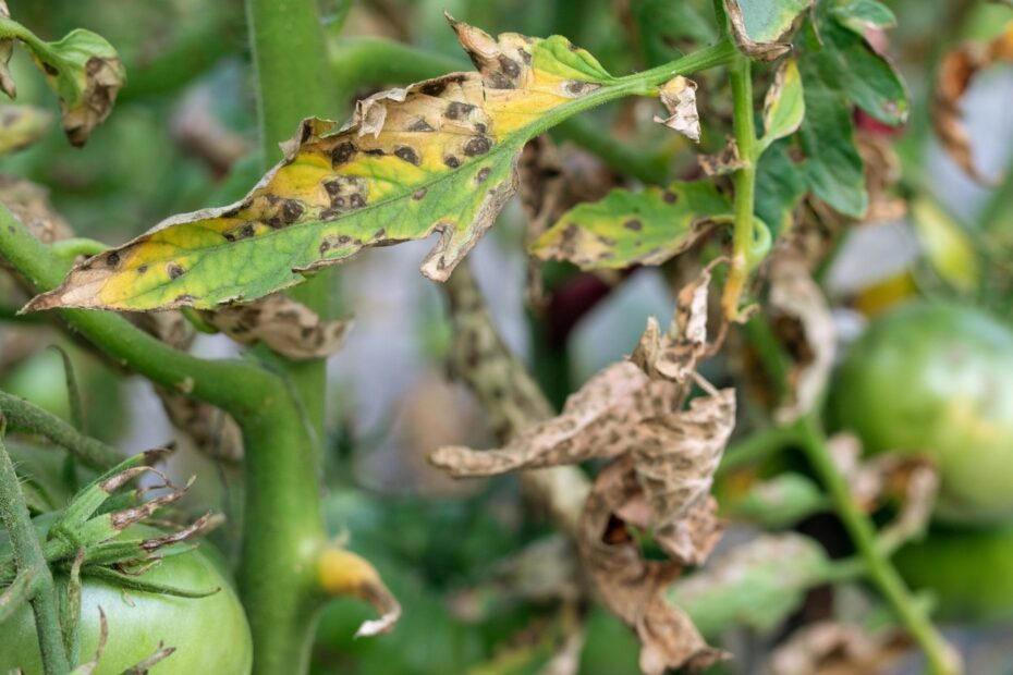 Why Are My Tomato Plant Leaves Turning Black