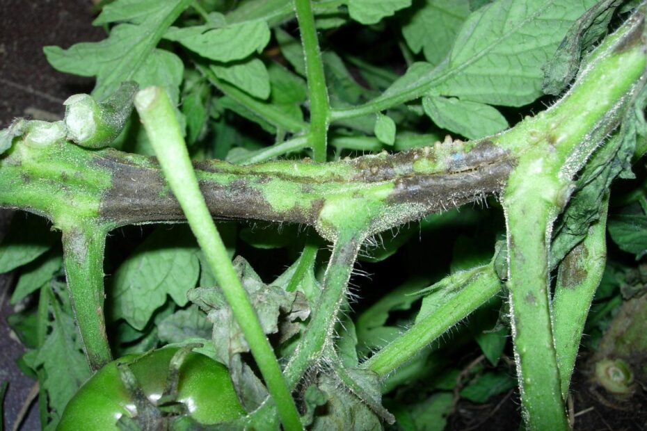 Why Are My Tomato Plants Turning Black