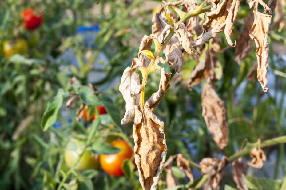 why are my tomato plants turning brown