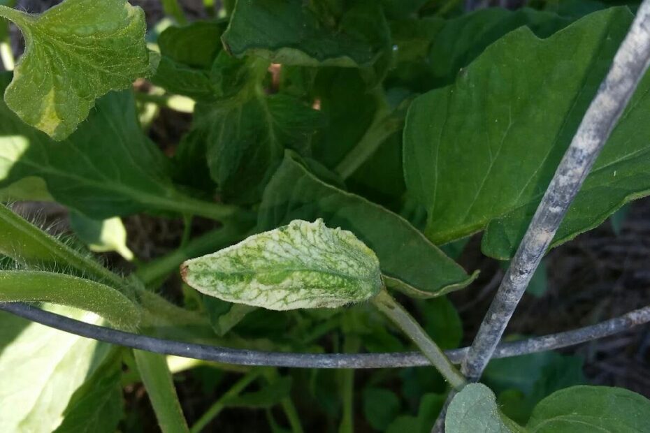 Why Are My Tomato Plants Turning White