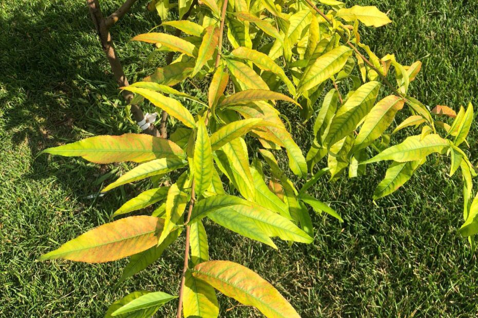 Why Are Peach Tree Leaves Turning Yellow