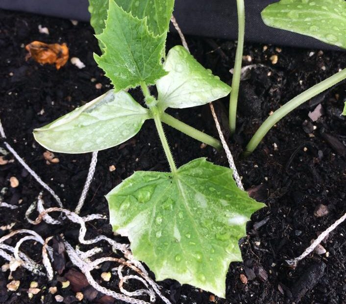 why are the leaves on my cucumber plant turning white