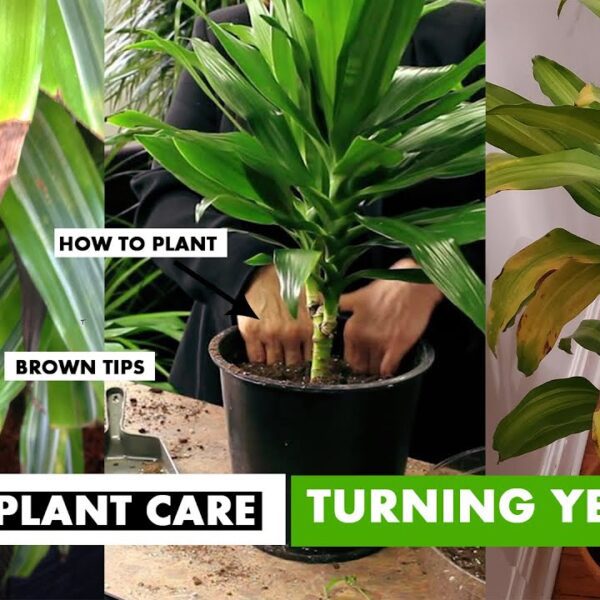 why are the tips of my corn plant turning brown