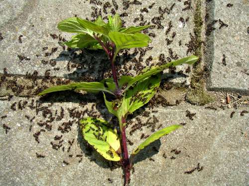 why are there ants on my mint plant