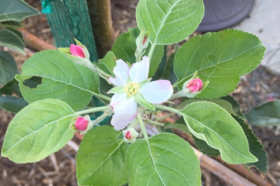 why didnt my blueberry bushes flower