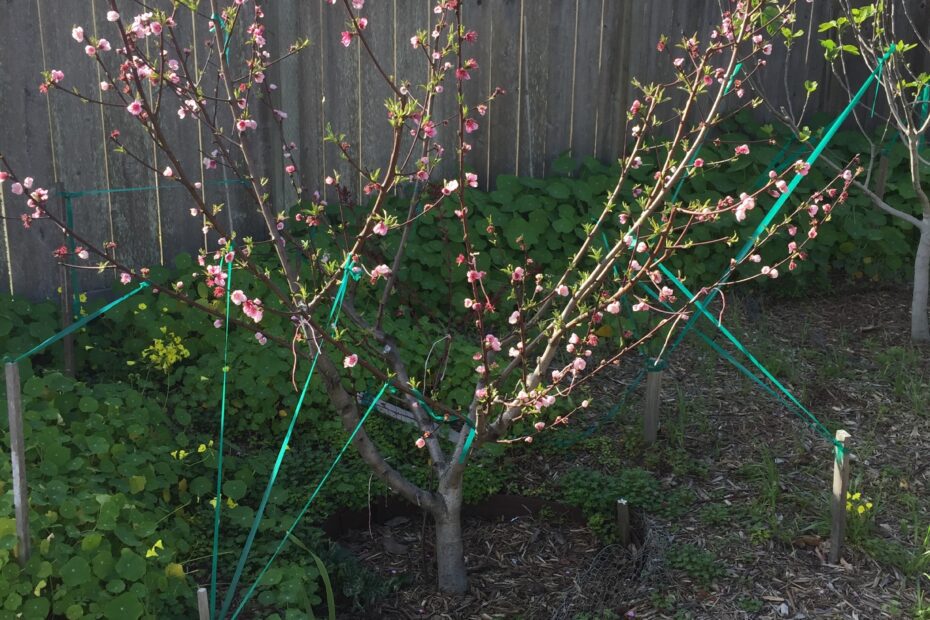 why didnt my peach tree bloom this year scaled