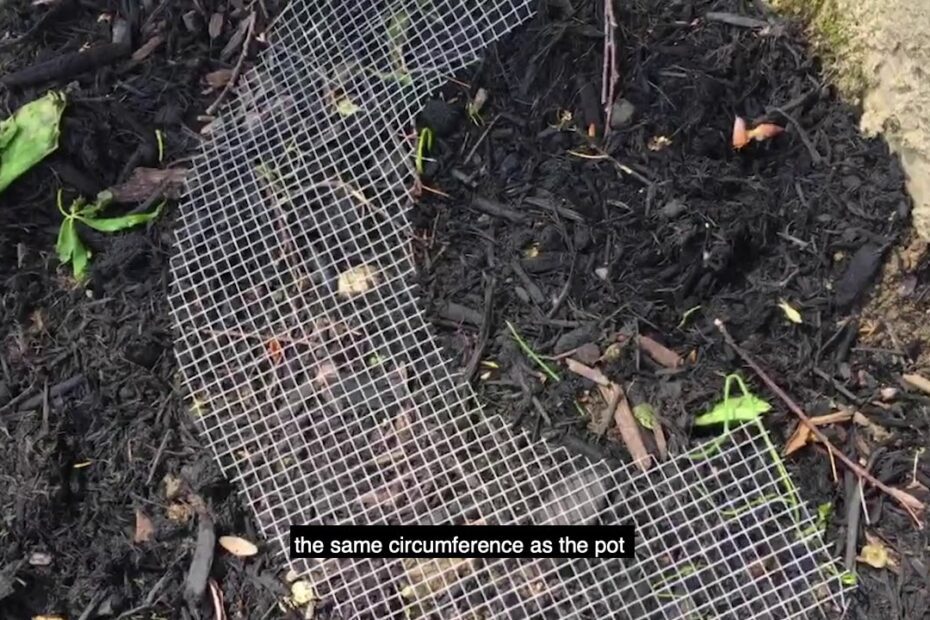 Why Do Birds Dig in Flower Pots