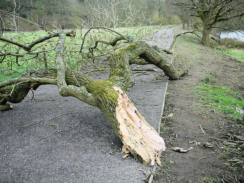 why do branches fall off trees