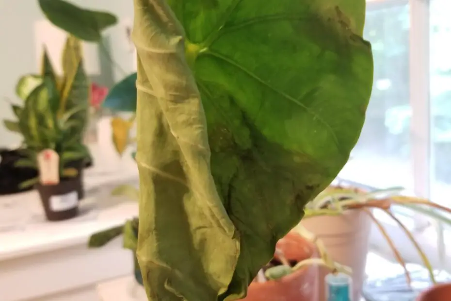 why do elephant ear plants curl up scaled