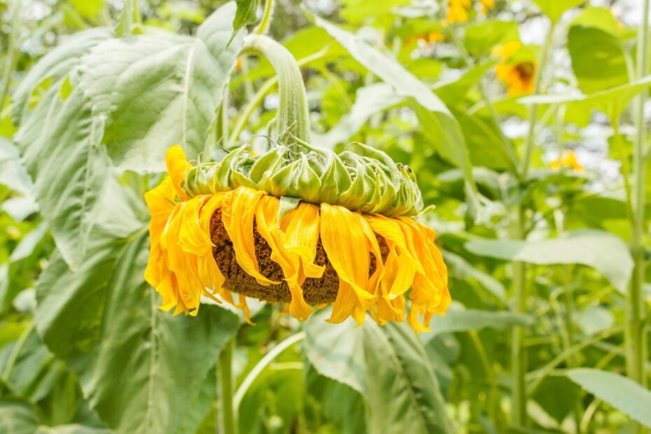 why do sunflowers droop