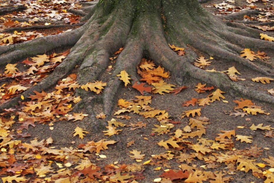 why do trees lose their leaves in summer