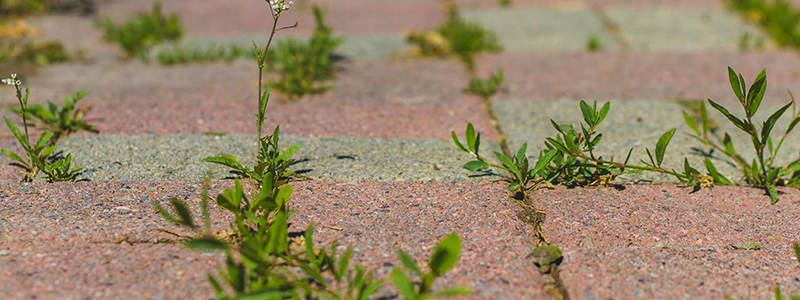 Why Do Weeds Grow