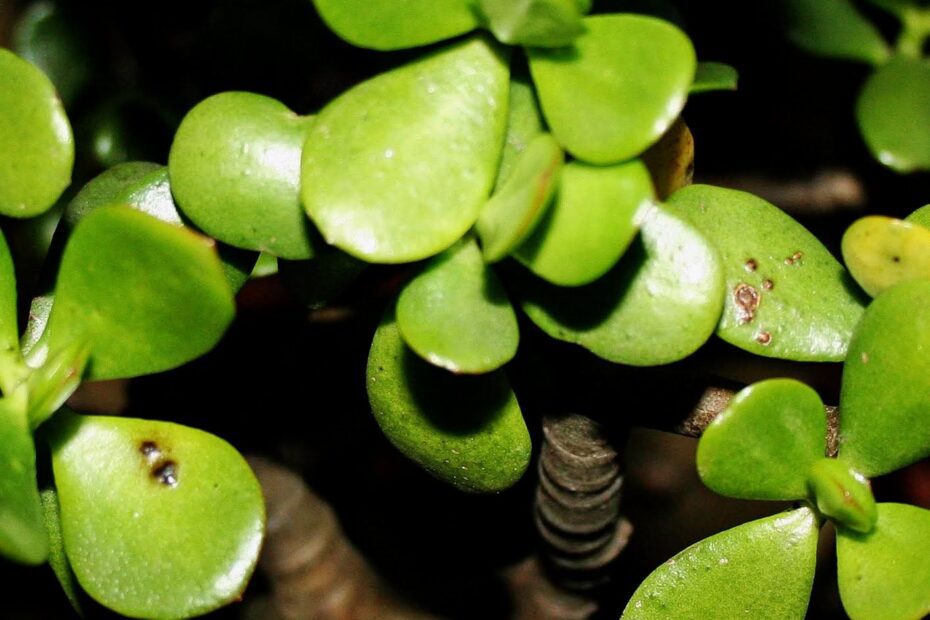 Why Does My Jade Plant Have Brown Spots UpGardening