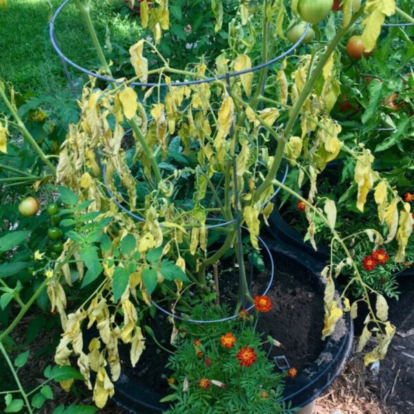 why does my tomato plant look like its dying