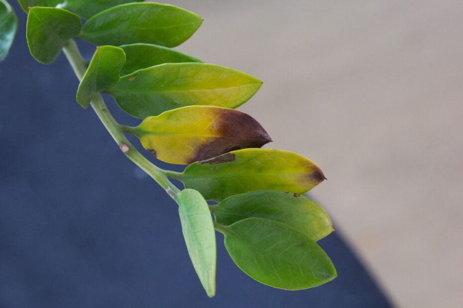 Why Does My Zz Plant Have Yellow Leaves