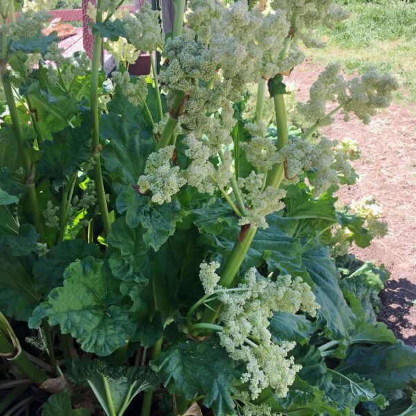 why does rhubarb go to seed scaled