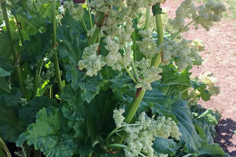 why does rhubarb go to seed scaled