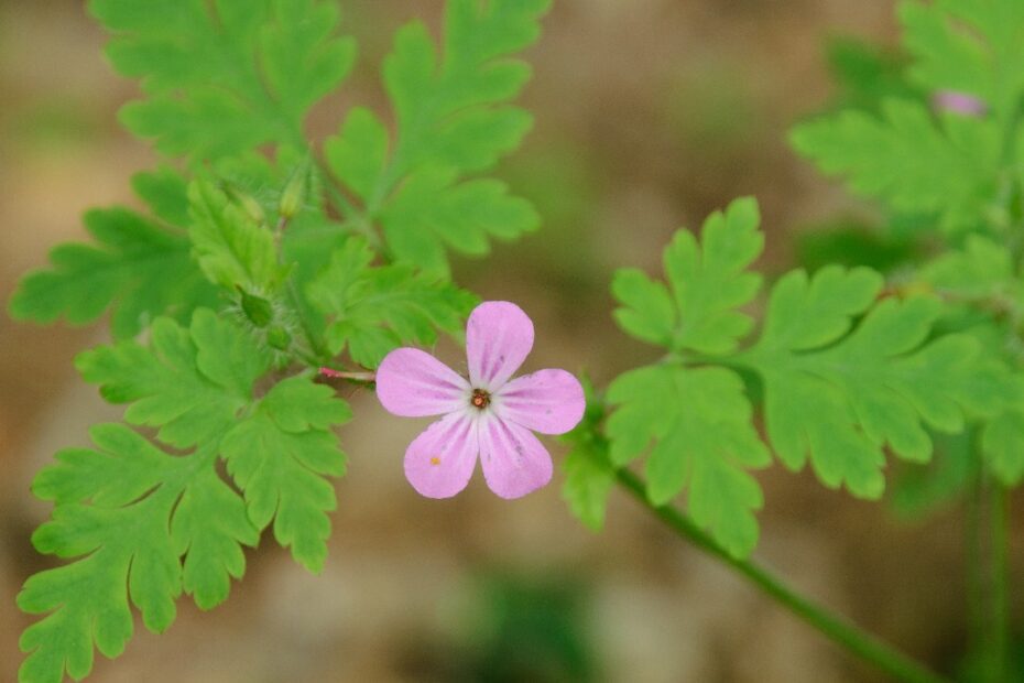 Why is Herb Robert Called Death Come Quickly