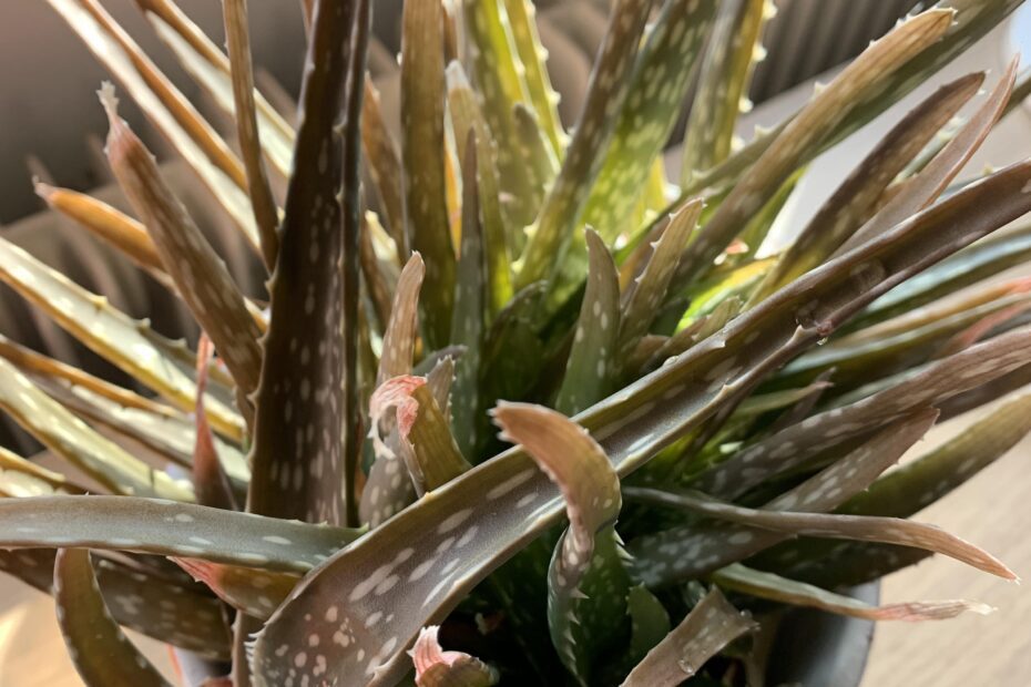 why is my aloe plant turning red scaled