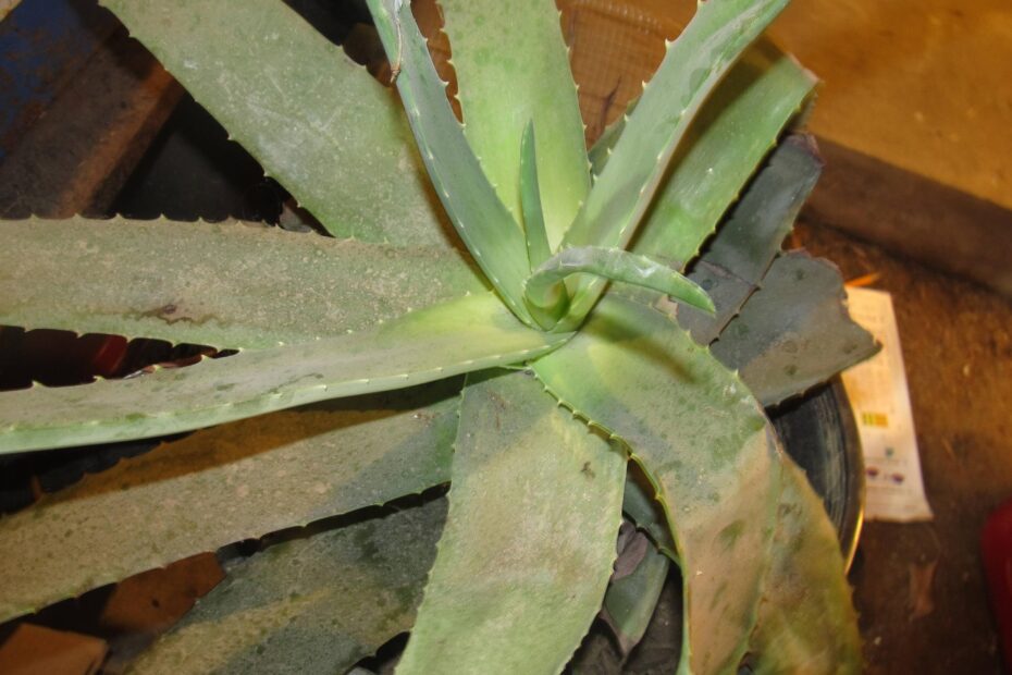 Why is My Aloe Plant Turning White