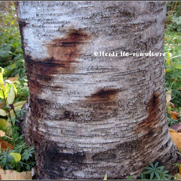 why is my birch tree dripping water