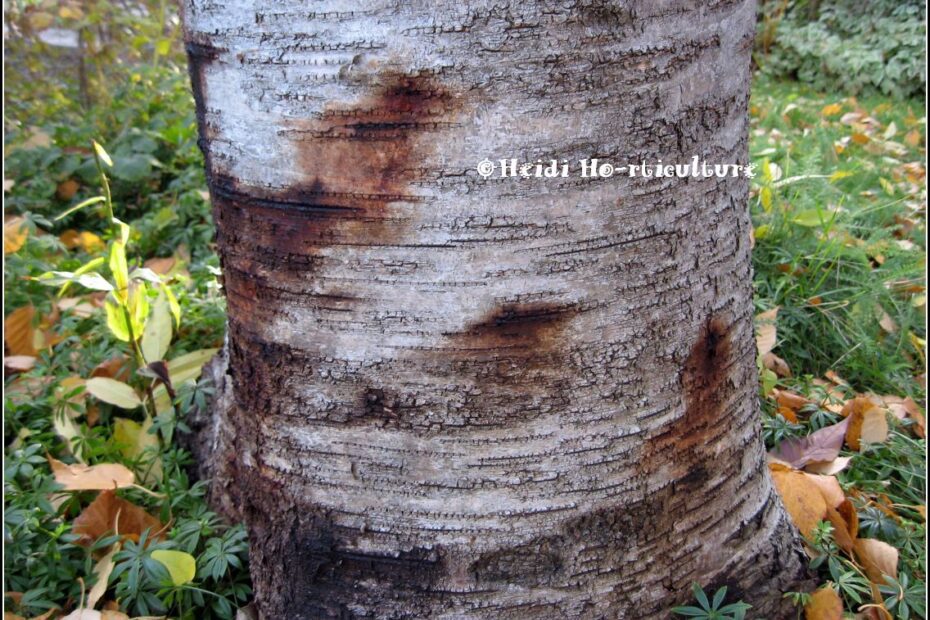 why is my birch tree dripping water