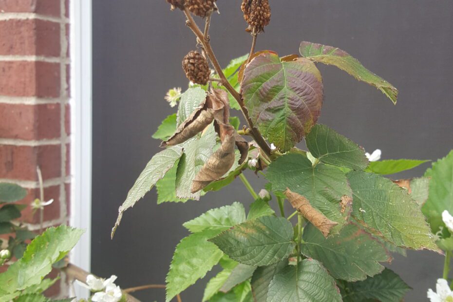 why is my blackberry plant dying scaled