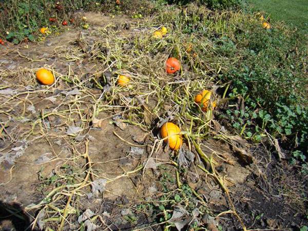 Why is My Cantaloupe Plant Dying