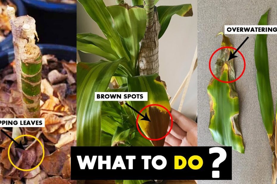 why-is-my-corn-plant-dying-up-gardening