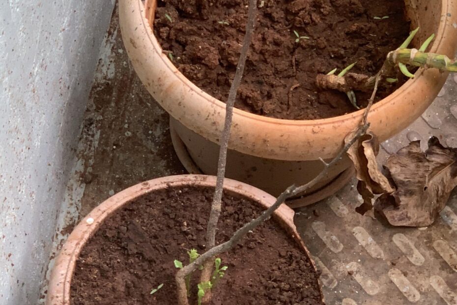 Why is My Curry Leaf Plant Losing Its Leaves