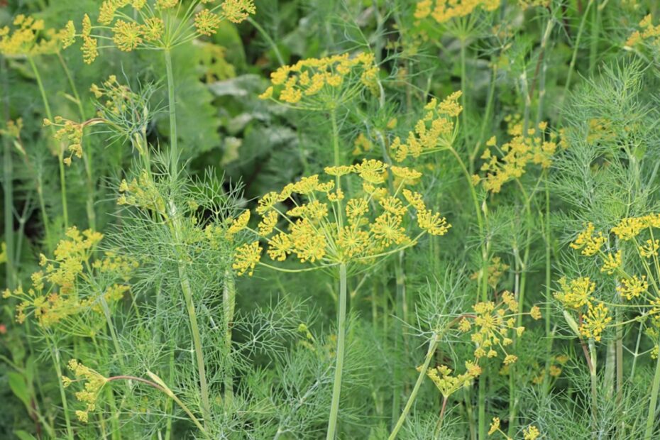 Why is My Dill Plant Turning Yellow