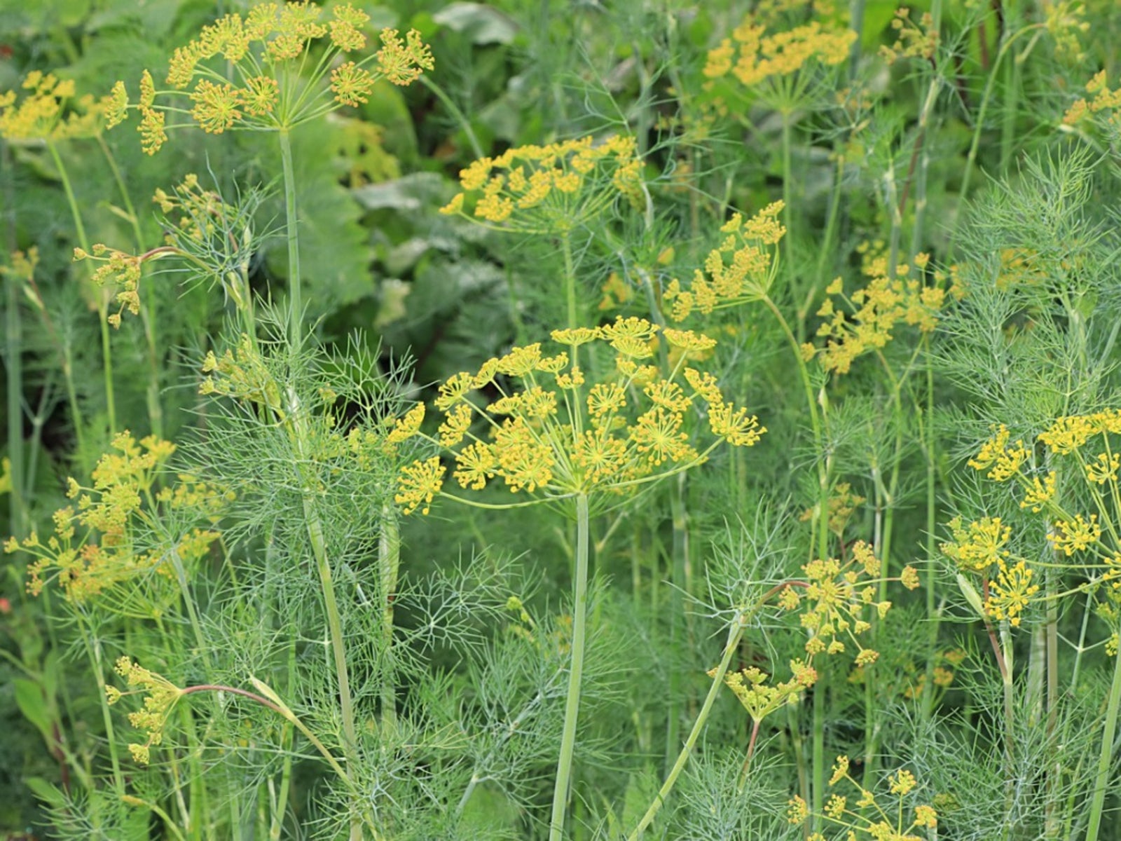 Why is My Dill Plant Turning Yellow