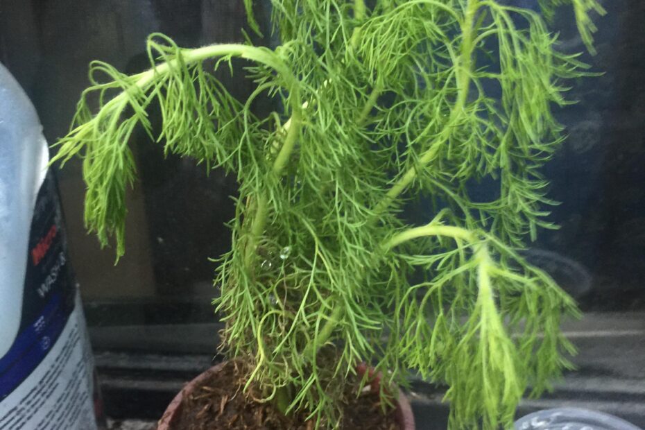 why is my dill plant wilting scaled