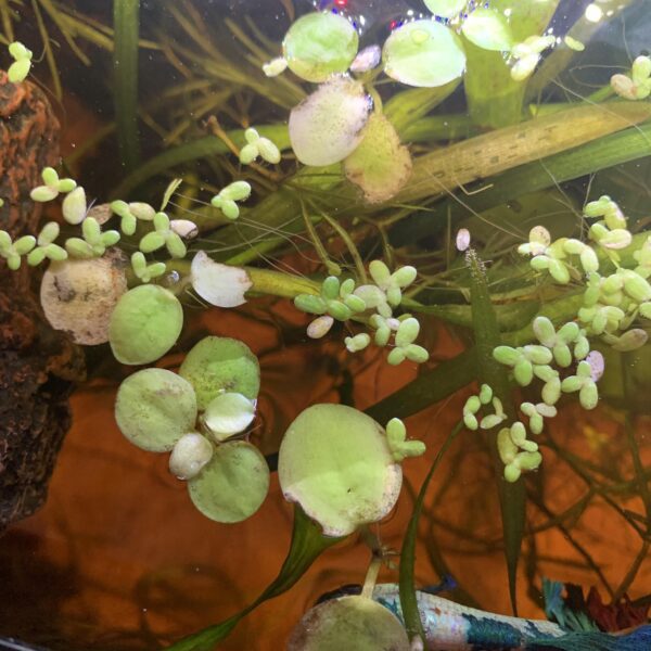 why is my duckweed dying scaled