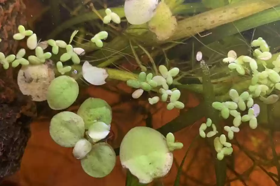 why-is-my-duckweed-dying