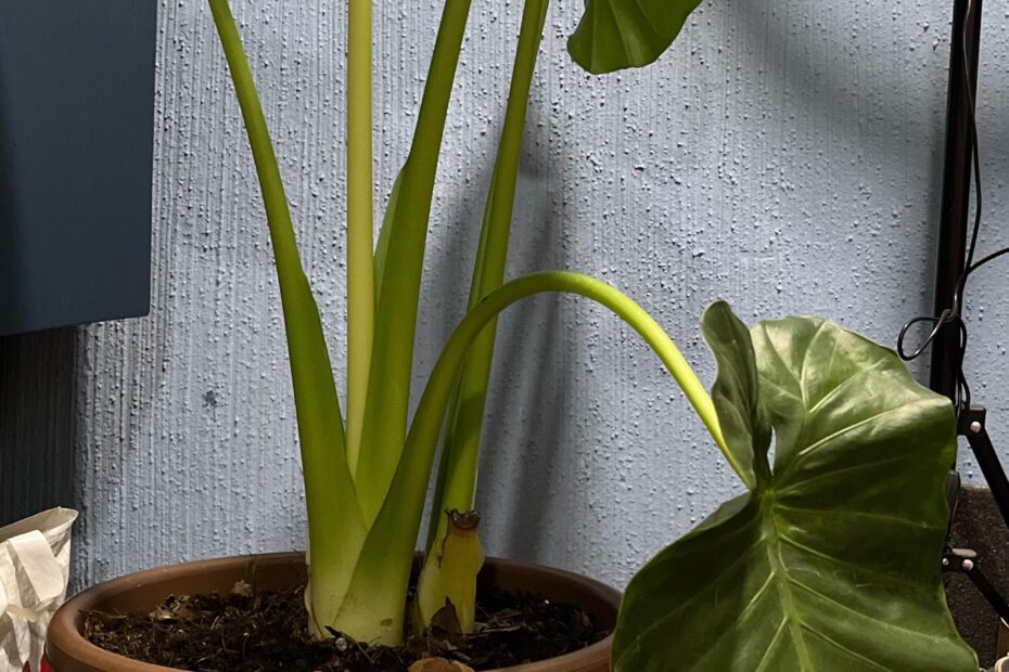 Why is My Elephant Ear Plant Drooping