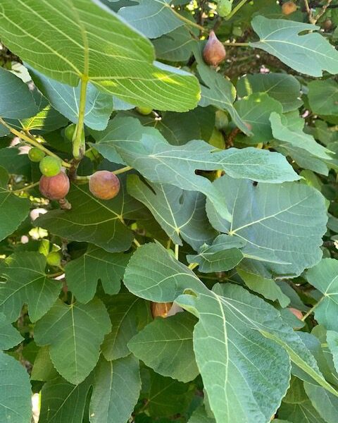 why is my fig tree not growing leaves