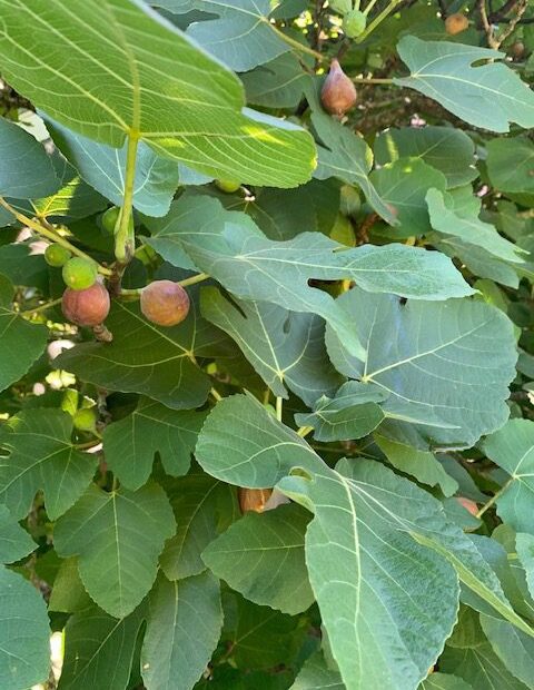 why is my fig tree not growing leaves