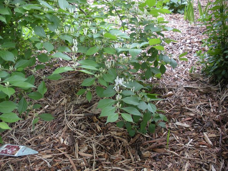 why is my honeysuckle not flowering