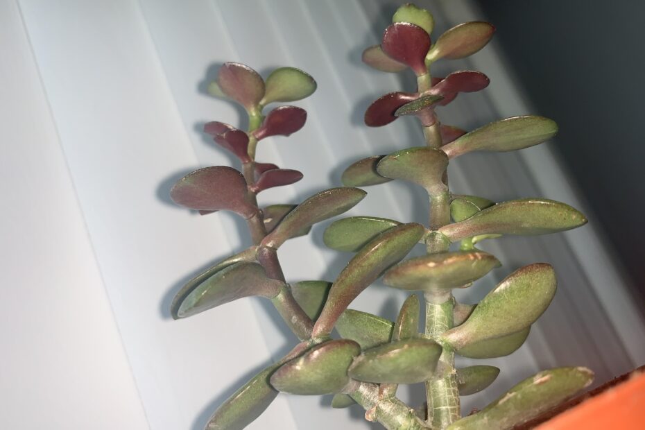 Why is My Jade Plant Turning Purple